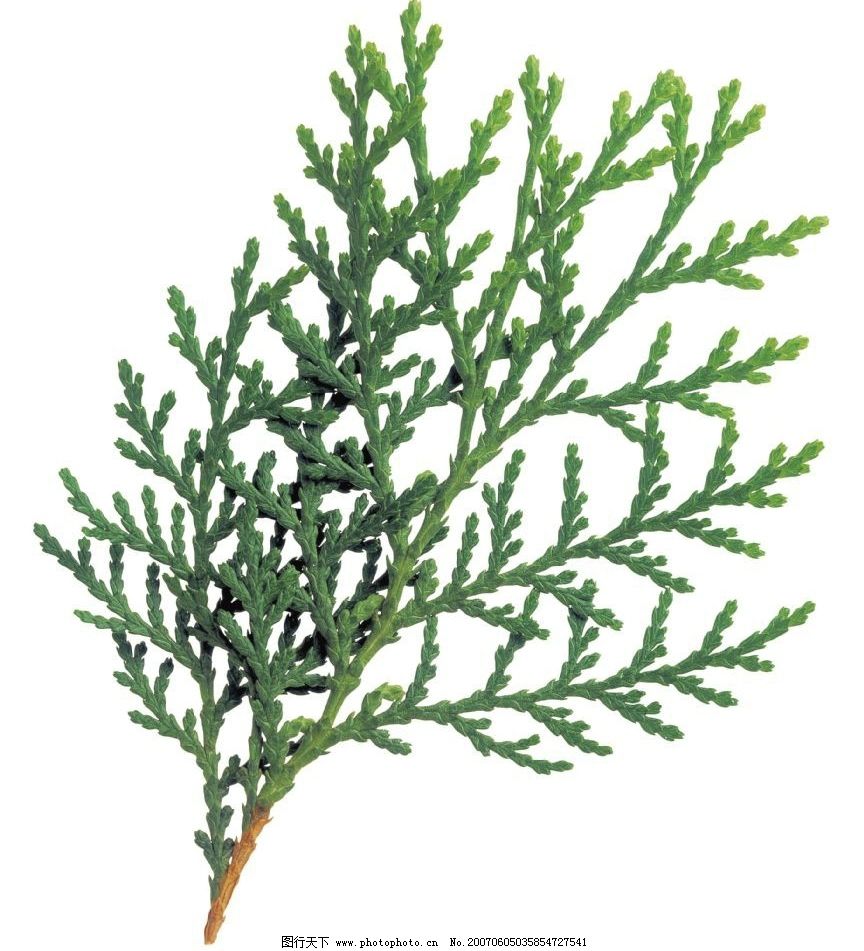 柏科,叶子,水果_贴画网