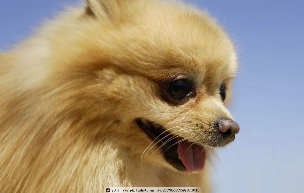宠物狮子狗图片|狮子和狗的图片|狮子狗价格|宠