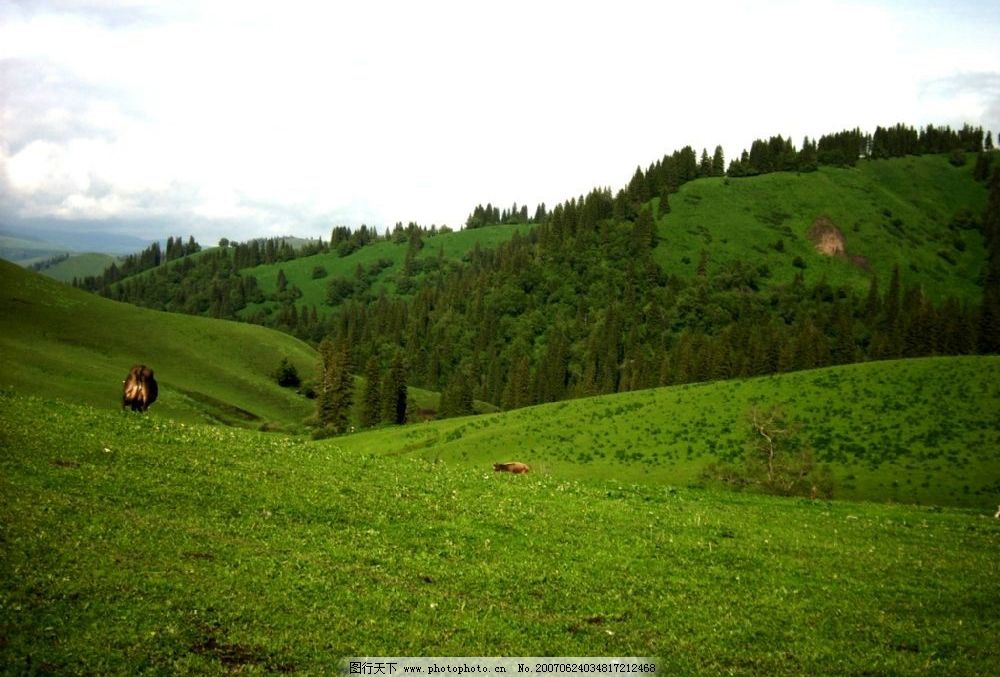 绿色山林牧牛 山坡 草地 绿草地 田园 自然景观 自然风景 绿意盎然