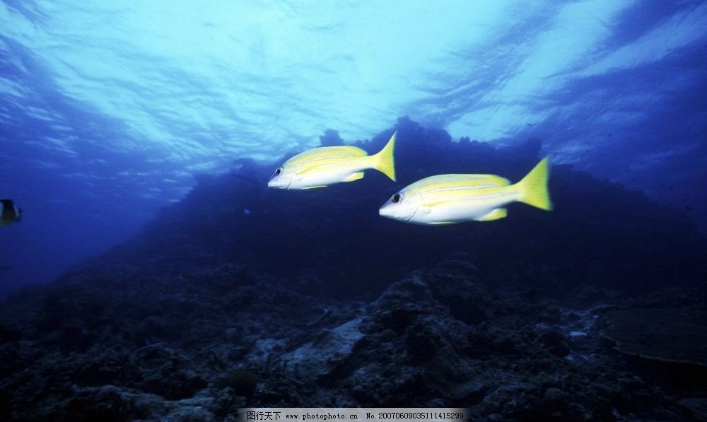 深海鱼类 海底 礁石 海鱼 动物 脊椎动物 大海 生物世界 海洋生物